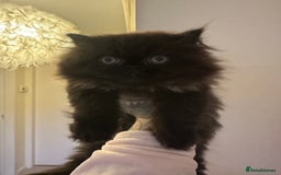 Persian cats for sale: Persian kitten for sale  - Image 6