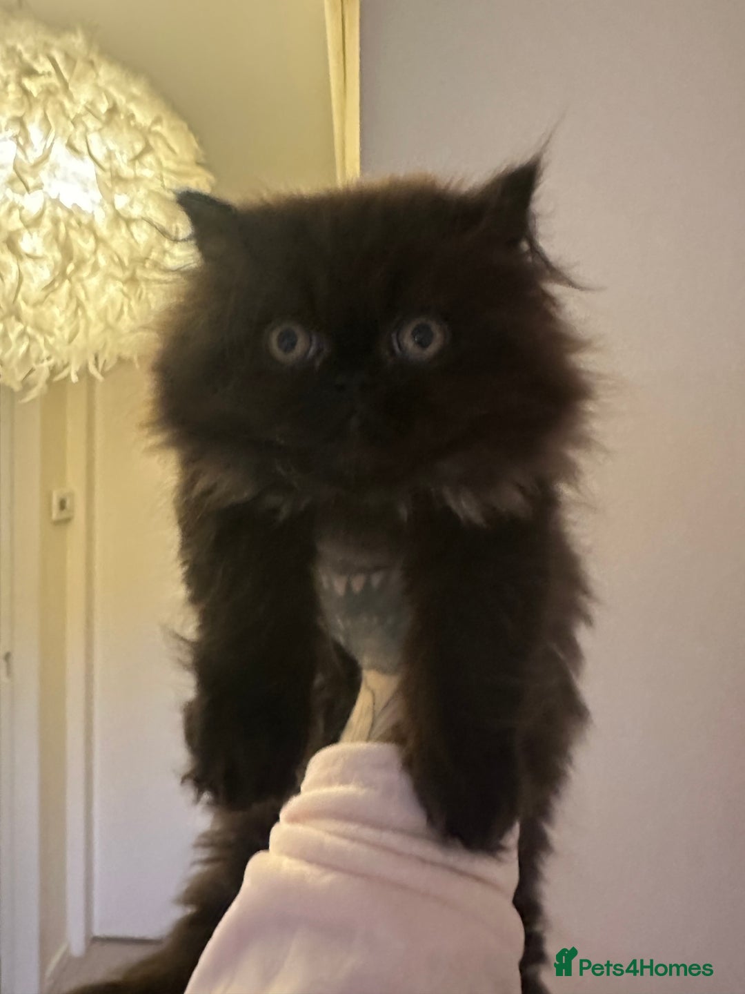 Persian cats for sale: Persian kitten for sale  - Image 6