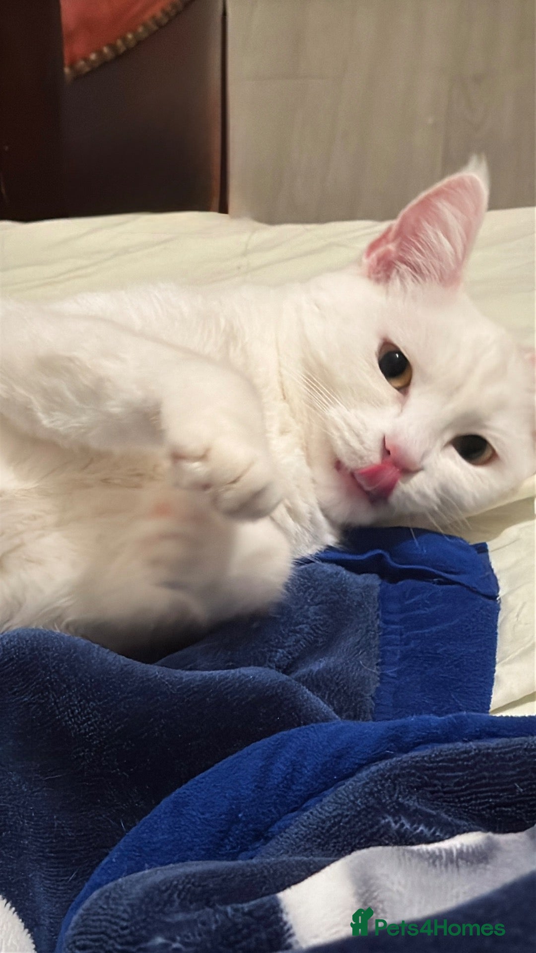 Turkish Angora cats Snowy & Milo Looking for a New Home 🐾 - Advert 9