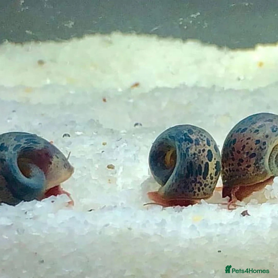 Snails fish Blue Leopard Ramshorn Snails - Advert 1