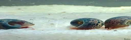 Snails fish for sale: Blue Leopard Ramshorn Snails in Enfield - Advert 1