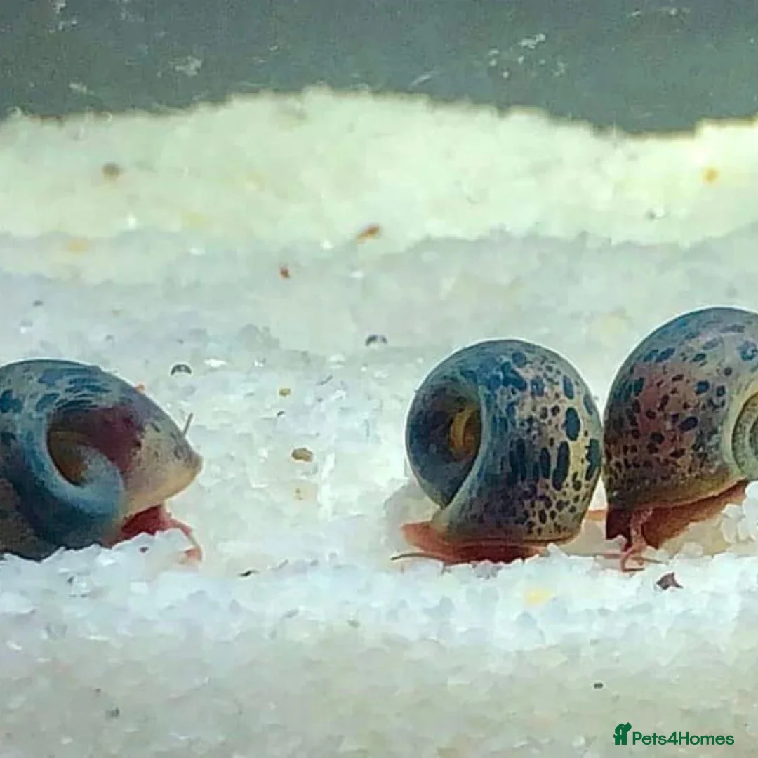 Snails fish for sale: Blue Leopard Ramshorn Snails in Enfield - Advert 1