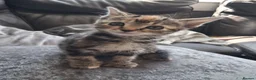 Mixed Breed cats for sale: 2  polydactl kittens for sale  in Falkirk - Advert 2