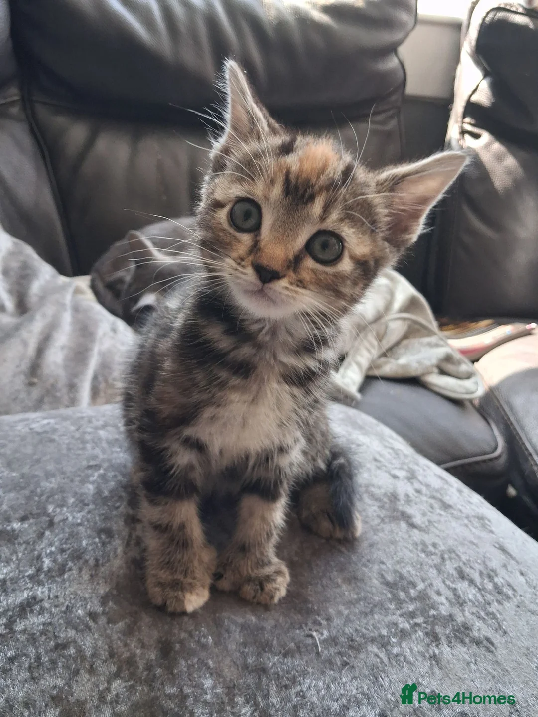 Mixed Breed cats for sale: 2  polydactl kittens for sale  in Falkirk - Advert 2