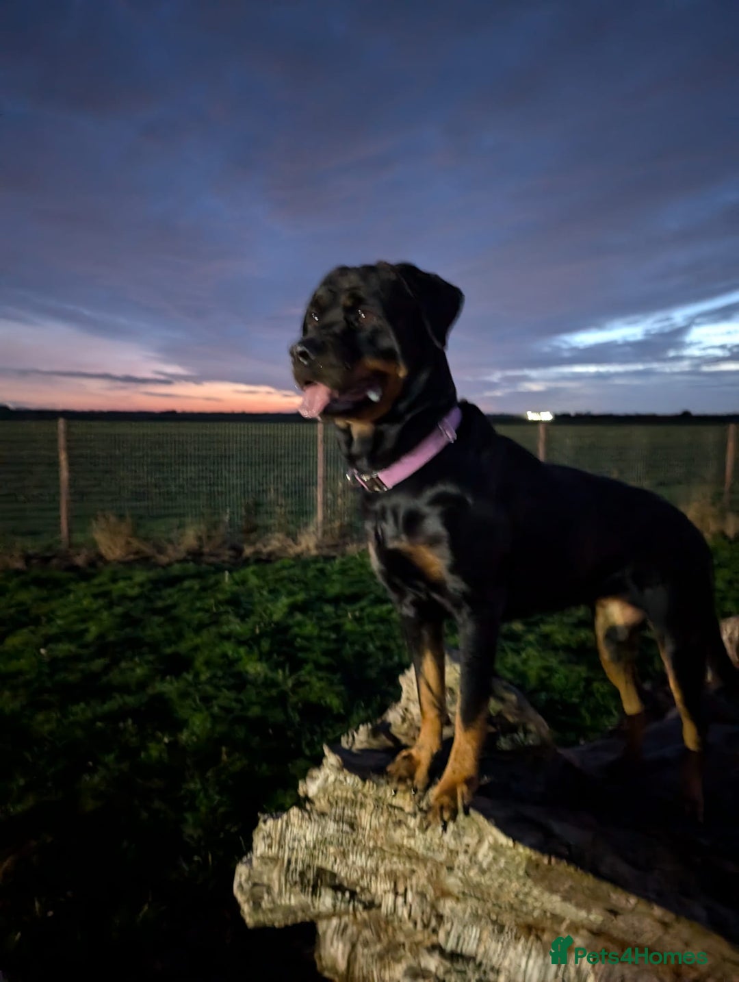 Rottweiler dogs for sale: 3 year old female Rottweiler  - Image 2