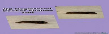 Cocker Spaniel 4