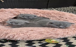 British Shorthair cats for sale: British Shorthair Kittens - Image 6