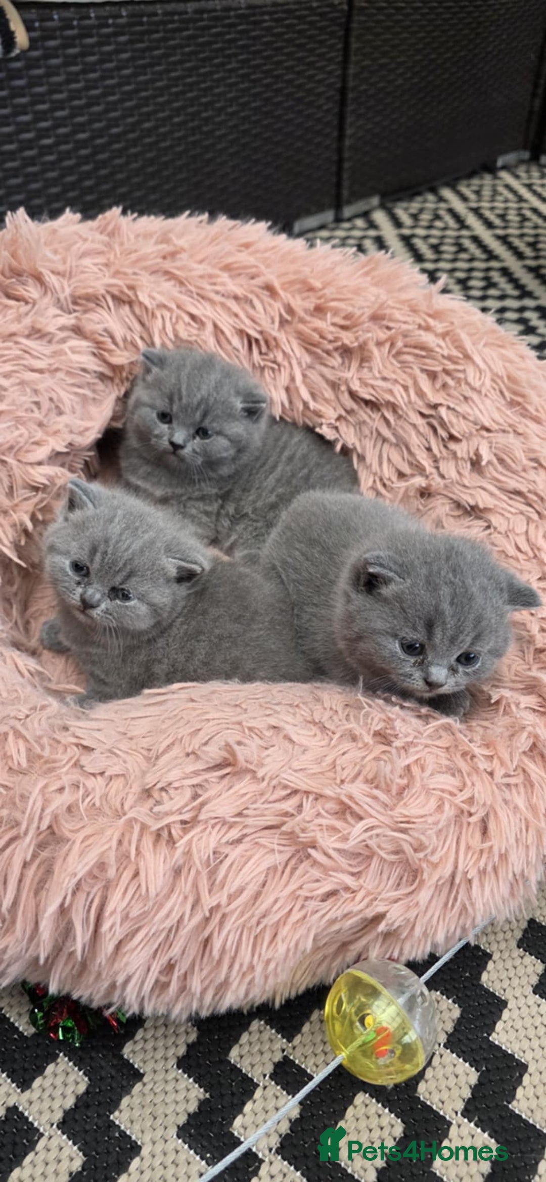 British Shorthair cats for sale: British Shorthair Kittens - Image 6