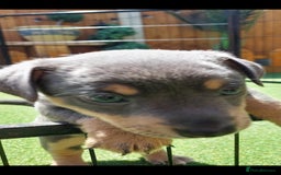 Jack Russell dogs for sale: Lilac/Blue Jack Russell puppies  in Hornchurch - Image 36