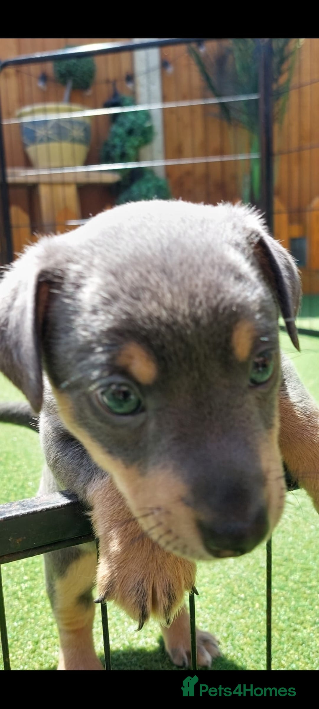 Jack Russell dogs for sale: Lilac/Blue Jack Russell puppies  in Hornchurch - Image 36