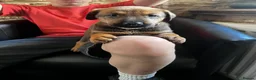 Dobermann dogs for sale: European Dobermann - Advert 12