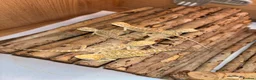 Bearded Dragon reptiles for sale: 4 Baby Bearded Dragons left Visual Dunners & Hypos - Advert 5