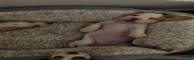 Hugo