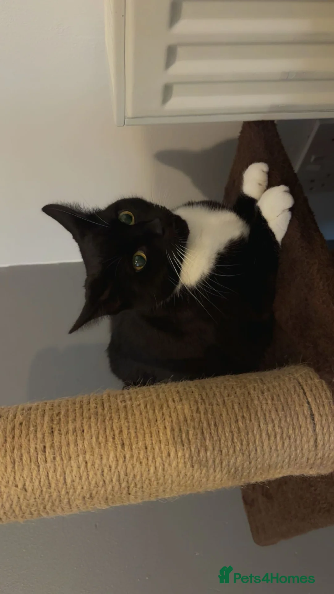 Mixed Breed cats for sale: Gorgeous 3 year old female cat in Milton Keynes - Advert 3