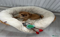 Shih Tzu dogs for sale: Female shitzu pup for sale  - Image 3