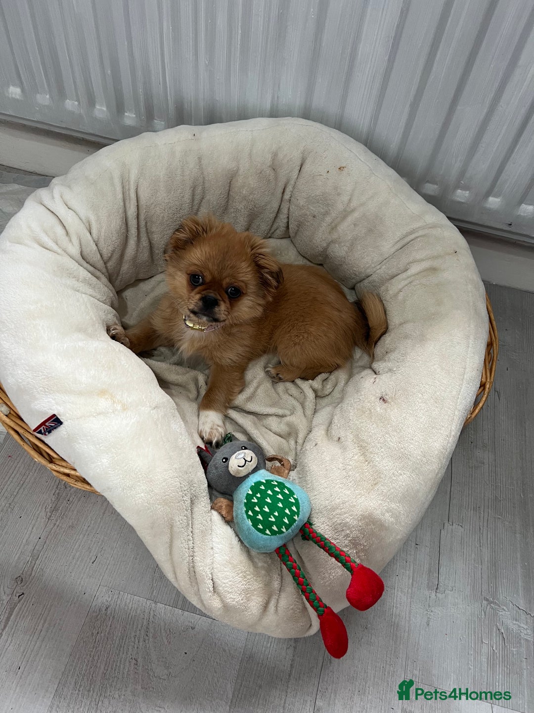 Shih Tzu dogs for sale: Female shitzu pup for sale  - Image 3