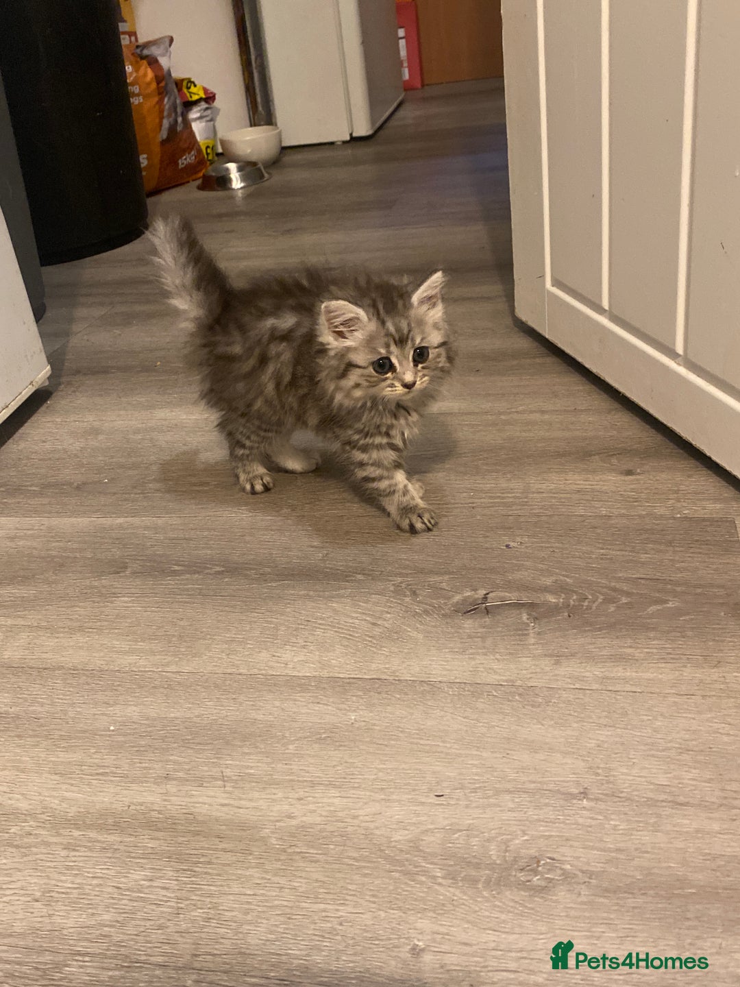 British Shorthair cats for sale: Sliver tipped British shorthair kitten - Image 2