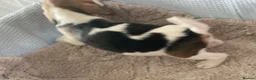 Beagle dogs for sale: KC Reg Pure Pedigree champ Beagle  - Advert 28