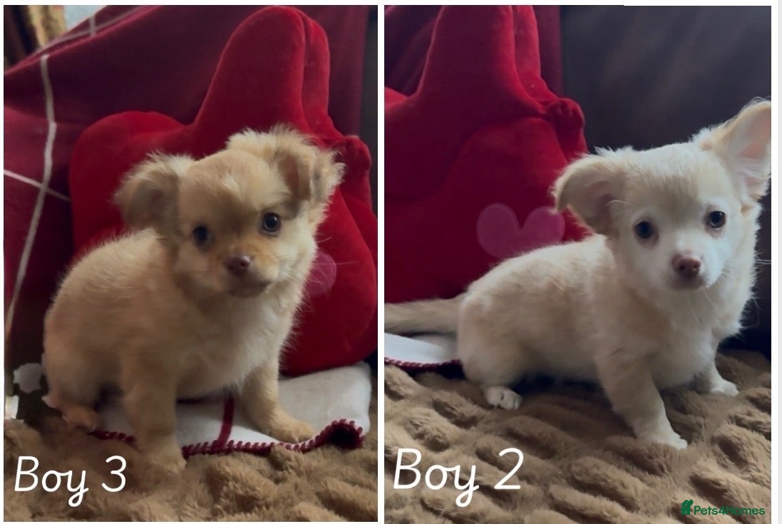 Chihuahua dogs Chihuahua puppies 🐶  - Advert 1