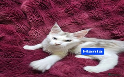 Maine Coon cats for sale: Pure Maine Coon kittens / blue eyed  - Image 7