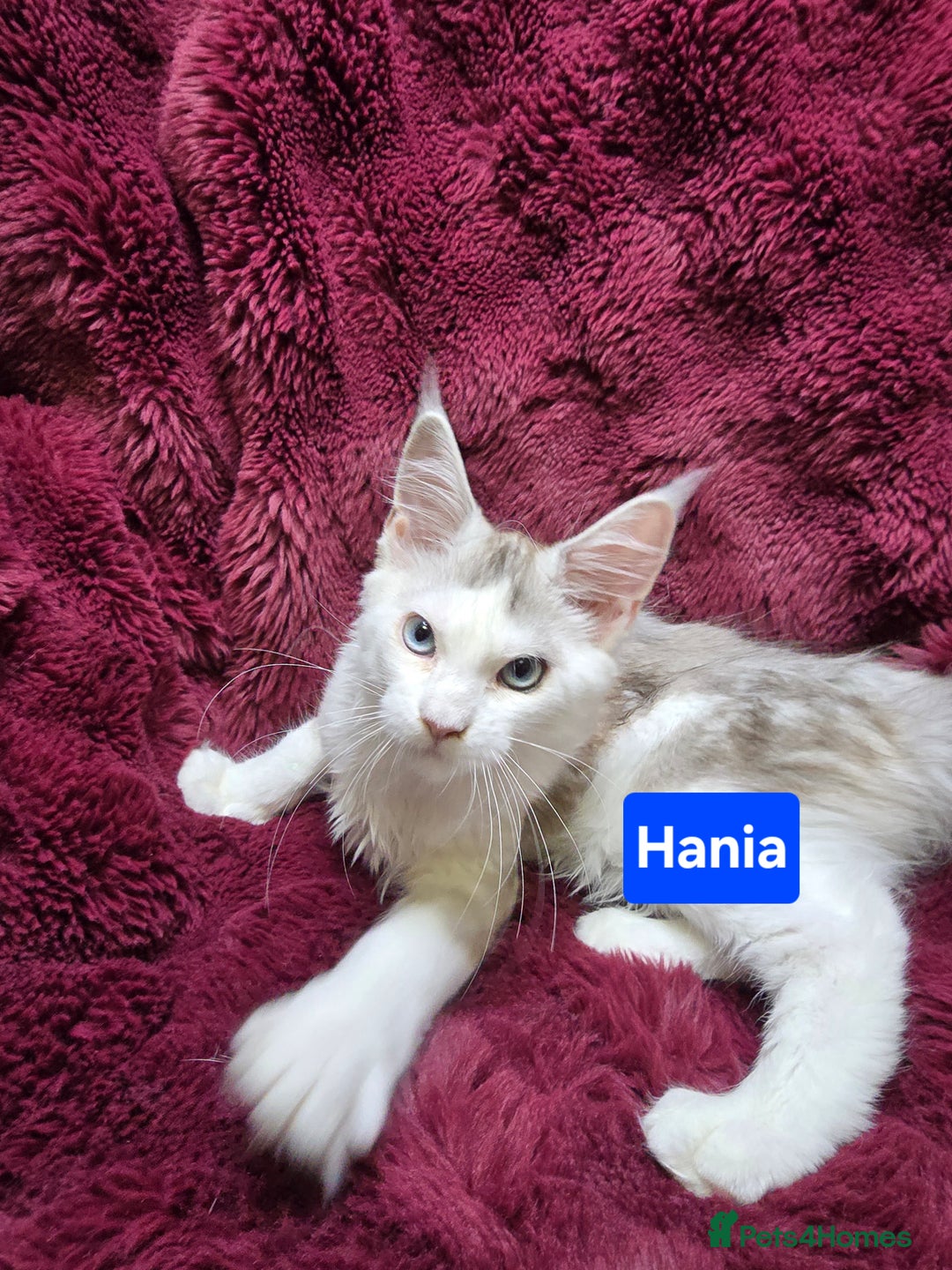 Maine Coon cats for sale: Pure Maine Coon kittens / blue eyed  - Image 7