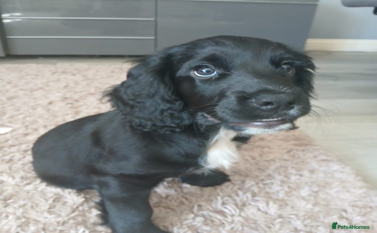 Cocker Spaniel dogs - Advert 15