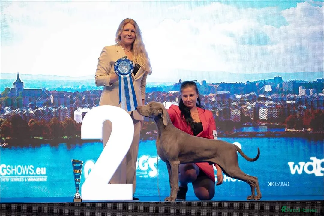 Weimaraner dogs for sale: Weimaraner outstanding puppies - Advert 6