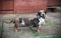 Dachshund dogs for sale: Beautiful daschund puppies looking for new homes🤩 - Image 4