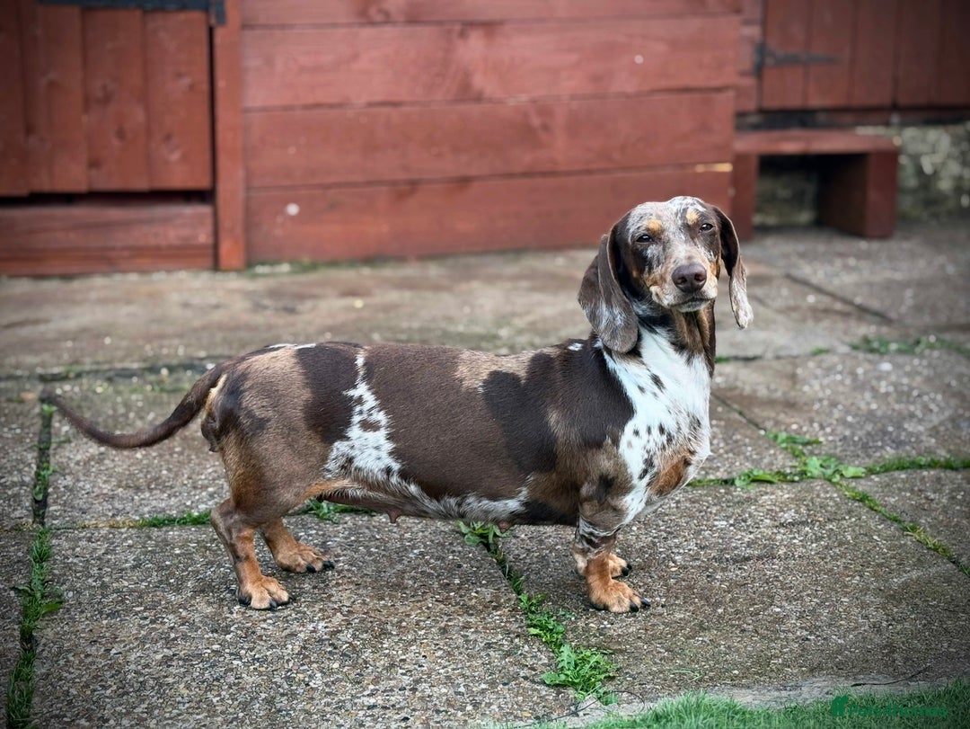 Dachshund dogs for sale: Beautiful daschund puppies looking for new homes🤩 - Image 4
