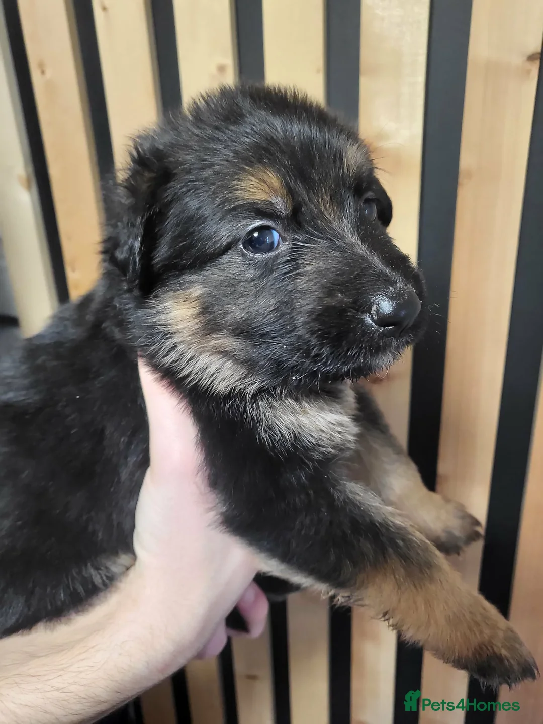 German Shepherd dogs for sale: German Shepherd/Alsatian puppies - Advert 36