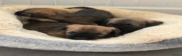Border Terrier dogs for sale: Beautiful border terrier Puppys  - Advert 3