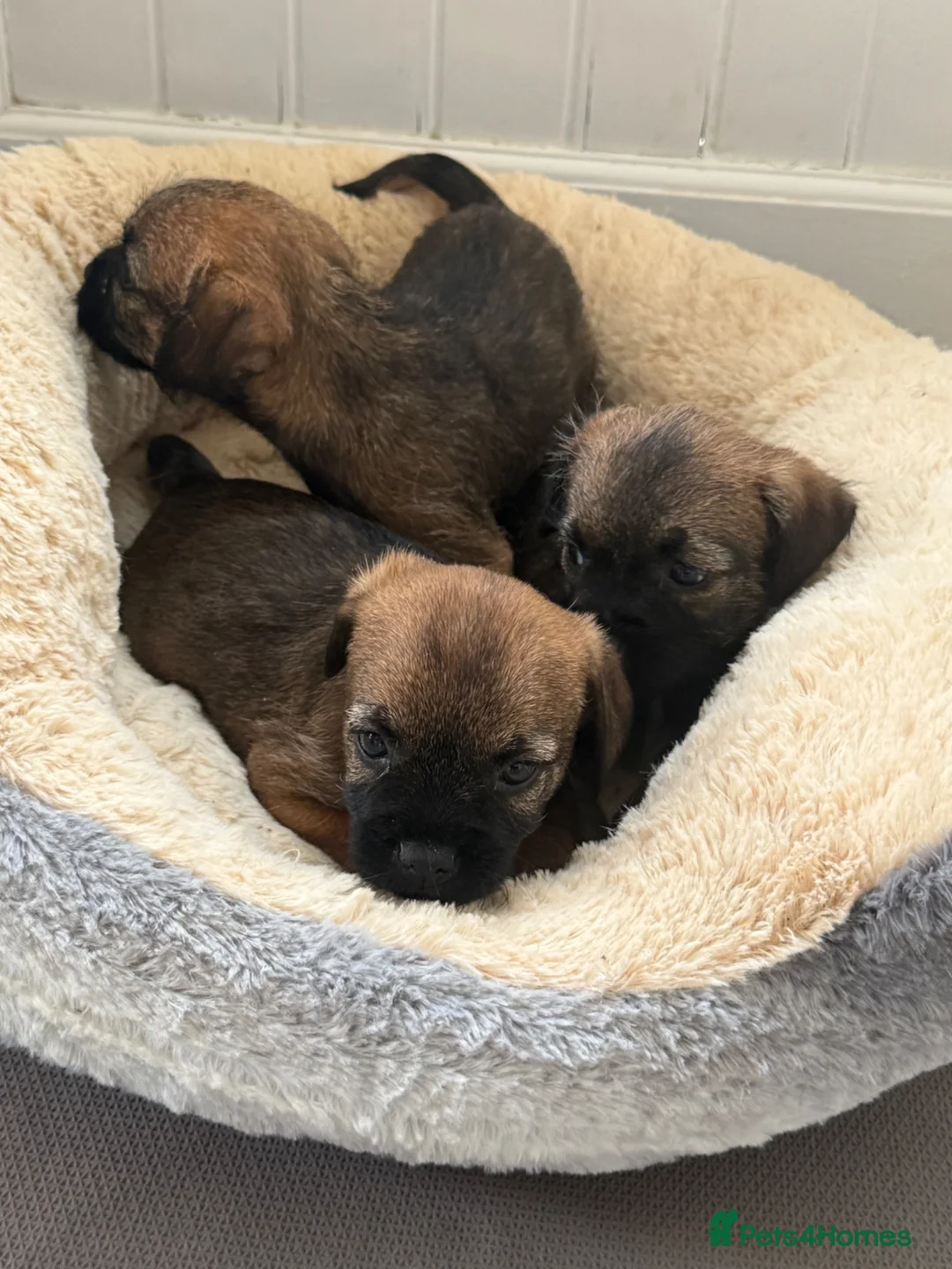 Border Terrier dogs for sale: Beautiful border terrier Puppys  - Advert 3