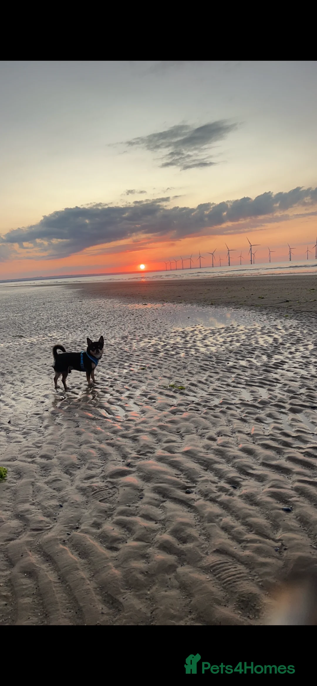 Chihuahua dogs for stud: Tri colour chi - Proven stud in Middlesbrough - Advert 13