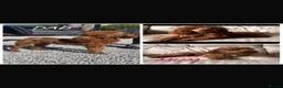 Cockapoo dogs for sale: COCKAPOOS TOY SIZE FOX RED show type lines - Advert 6