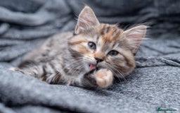 Maine Coon cats for sale: mix maine coon kitten - Image 5