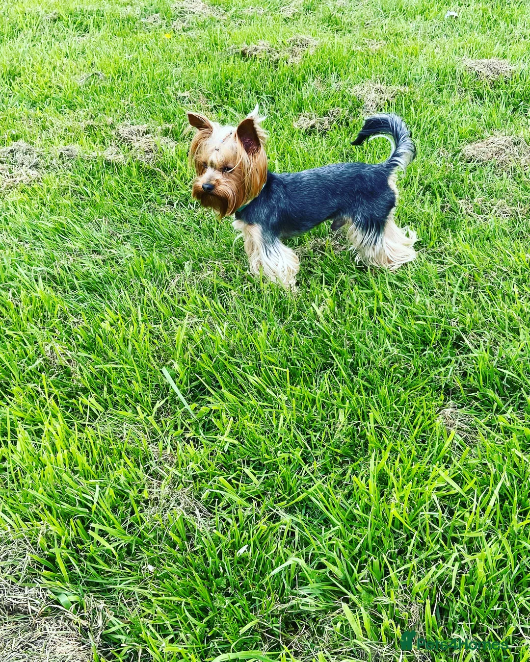 Yorkshire Terrier dogs for stud: Yorkshire terrier for stud  in Hornchurch - Advert 21