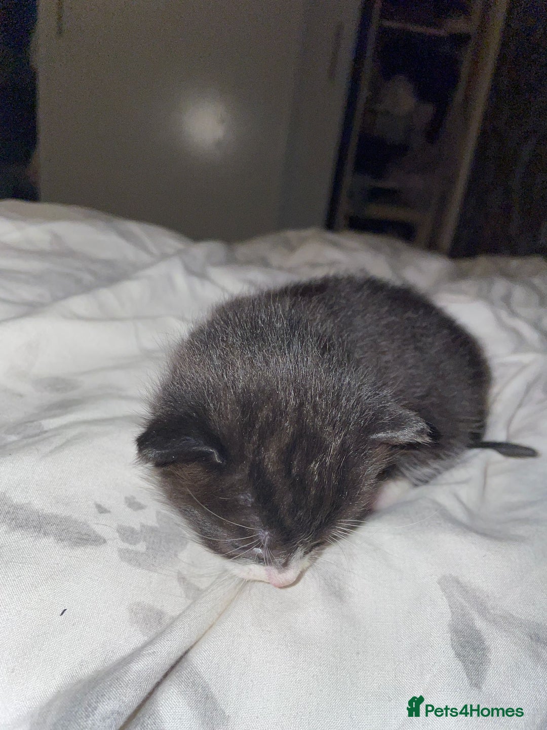 Mixed Breed cats for sale: 2 mix breed cats for sale (rare colours) tuxedo  - Advert 5