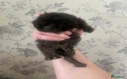 Persian cats for sale: Gorgeous Black Persian Kittens – GCCF Registered  - Image 6