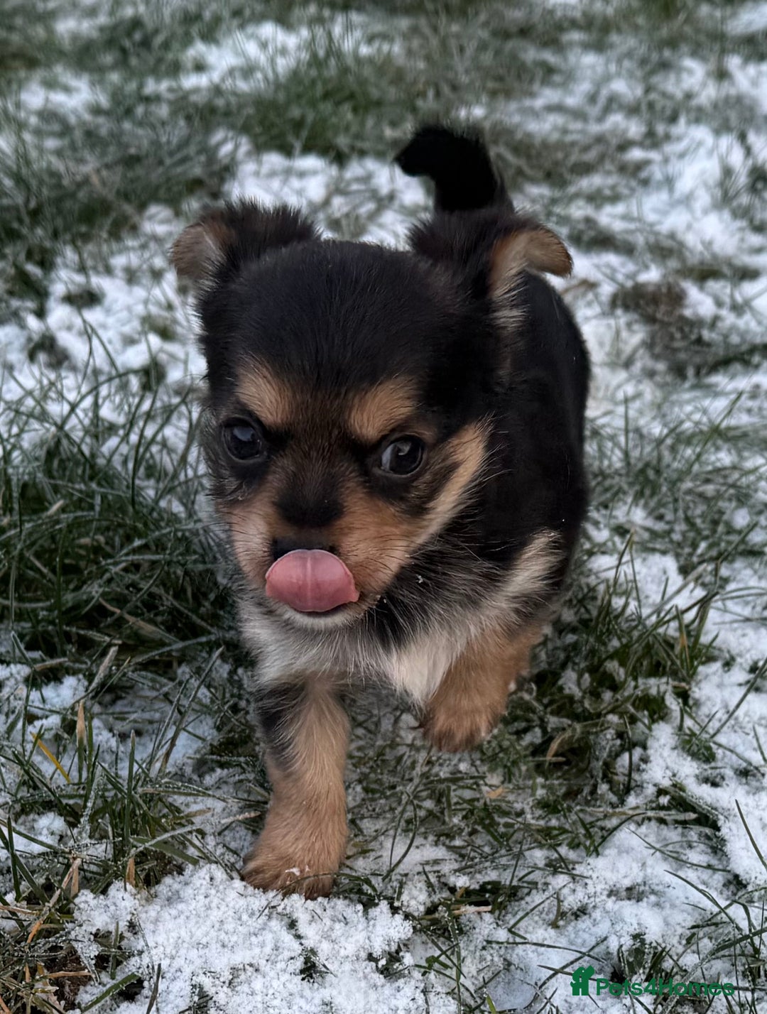 Chorkie dogs for sale: Beautiful tiny chorkie girl short hair smooth coat - Advert 6