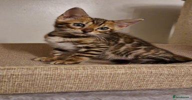 Bengal cats - Advert 4