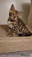 Bengal cats - Advert 3