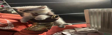 British Longhair Kitten 2