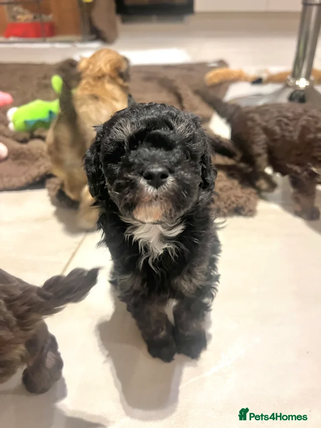 Maltipoo dogs for sale: Adorable black Maltipoo puppy - last girl   - Advert 3