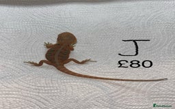 Bearded Dragon reptiles for sale: Various Baby Bearded Dragons For Sale - Advert 20