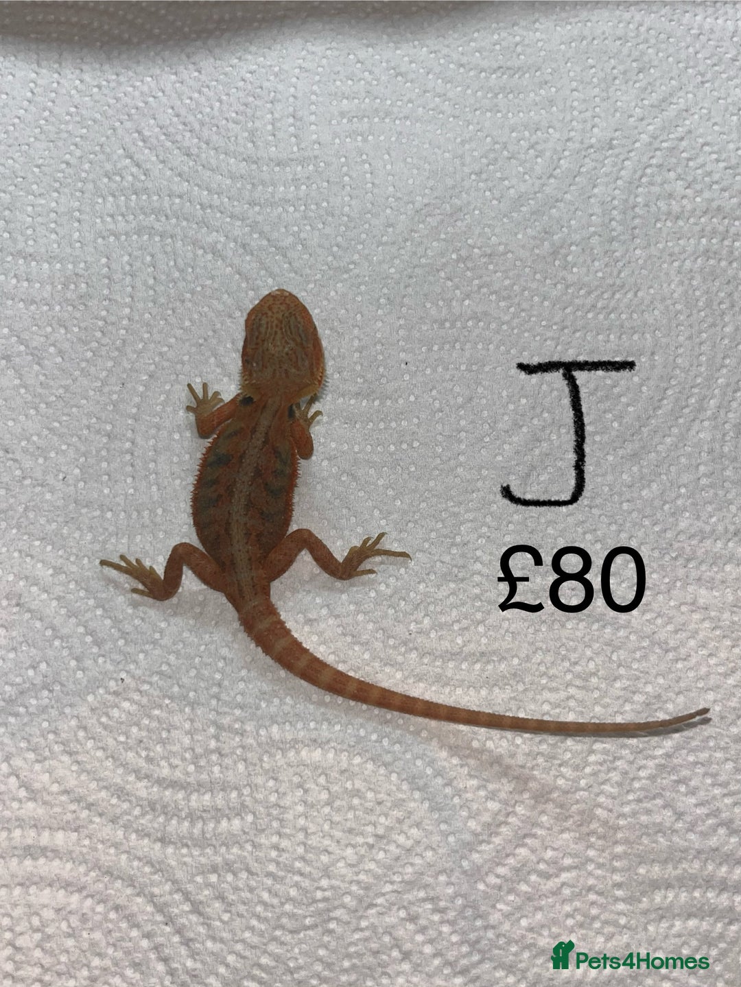 Bearded Dragon reptiles for sale: Various Baby Bearded Dragons For Sale - Advert 20
