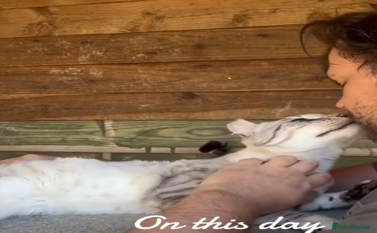 Keetso cats - Advert 6