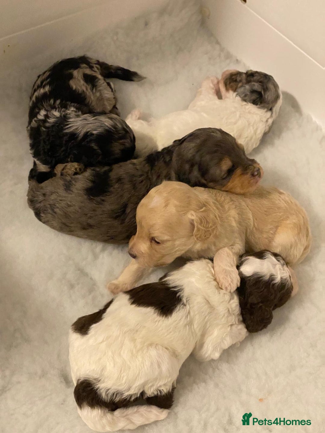 Toy Poodle dogs for stud: KC REGISTERED HEALTH TESTED TOY POODLE in Chester-le-Street - Advert 13