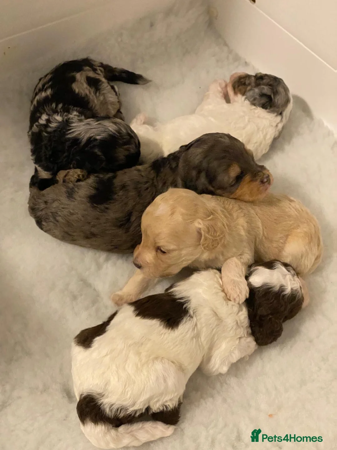 Toy Poodle dogs for stud: KC REGISTERED HEALTH TESTED TOY POODLE in Chester-le-Street - Advert 13