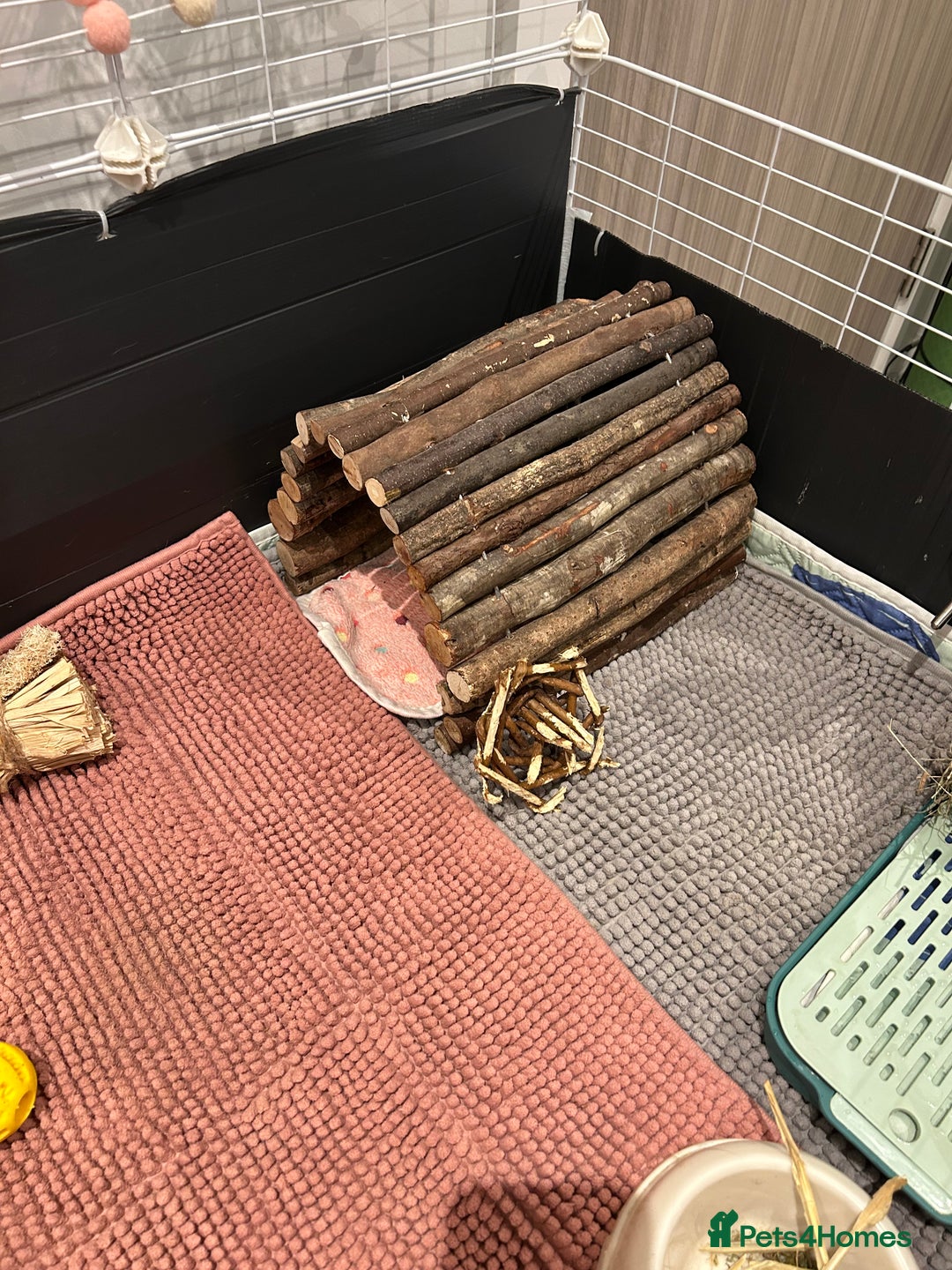 Guinea Pig rodents for sale: 2 Female Guinea Pigs - Advert 12