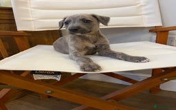 Mixed Breed dogs for sale: Beautifully Bred broken coated Lurcher Puppies - Image 5